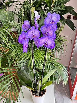 zel Renkli Mor Orkide